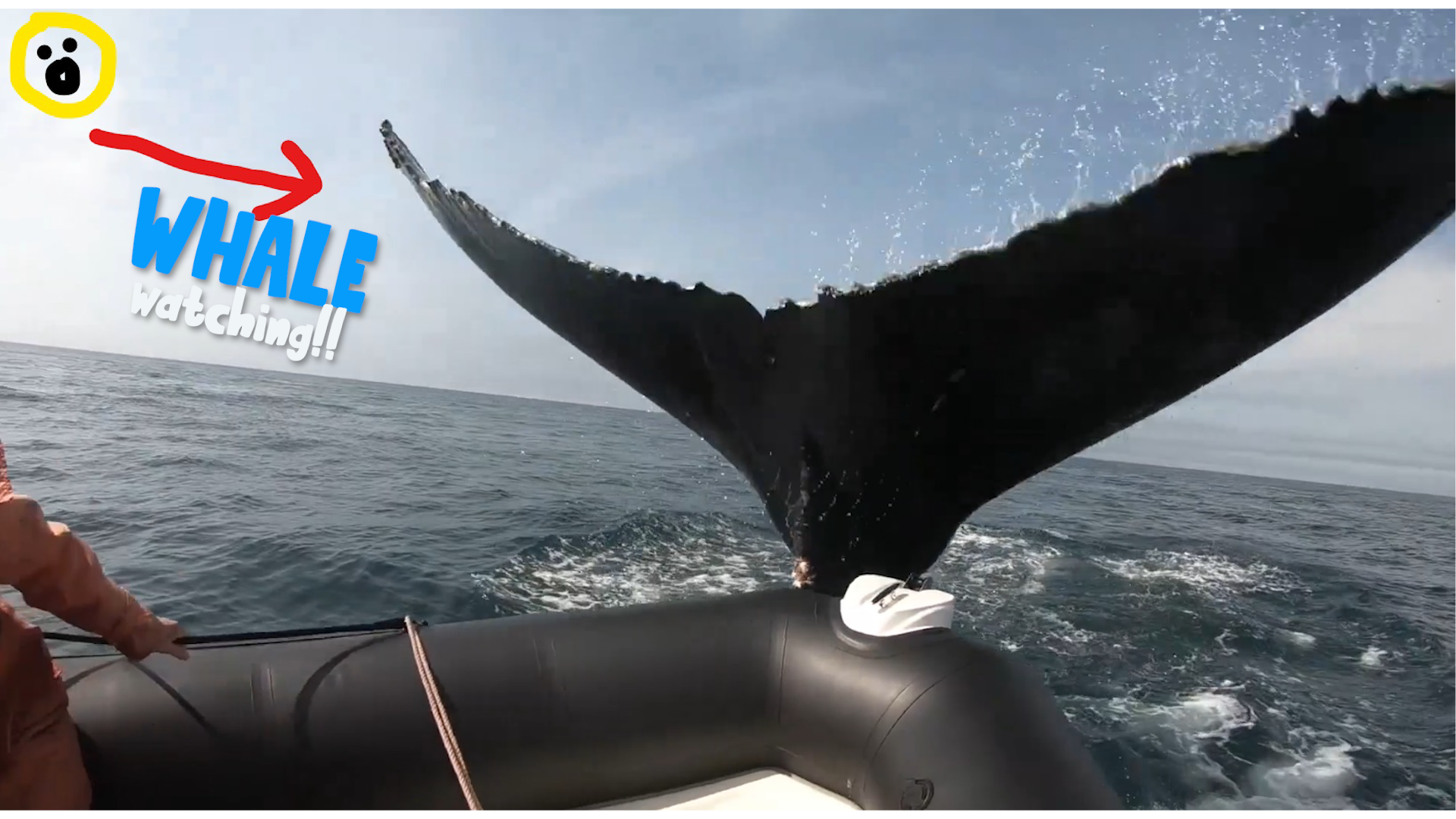 The Donna Drake Show NOVA SCOTIA: WHALE WATCHING EP. 109