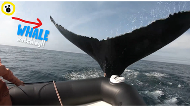 The Donna Drake Show NOVA SCOTIA: WHALE WATCHING EP. 109