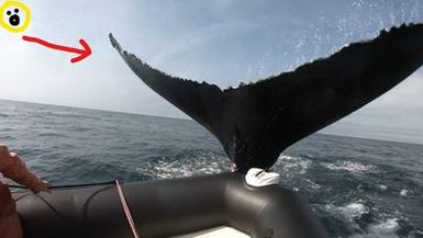 Nova Scotia Travel Special: Whale Watching!