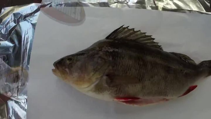 BBQ - Red fin / English perch