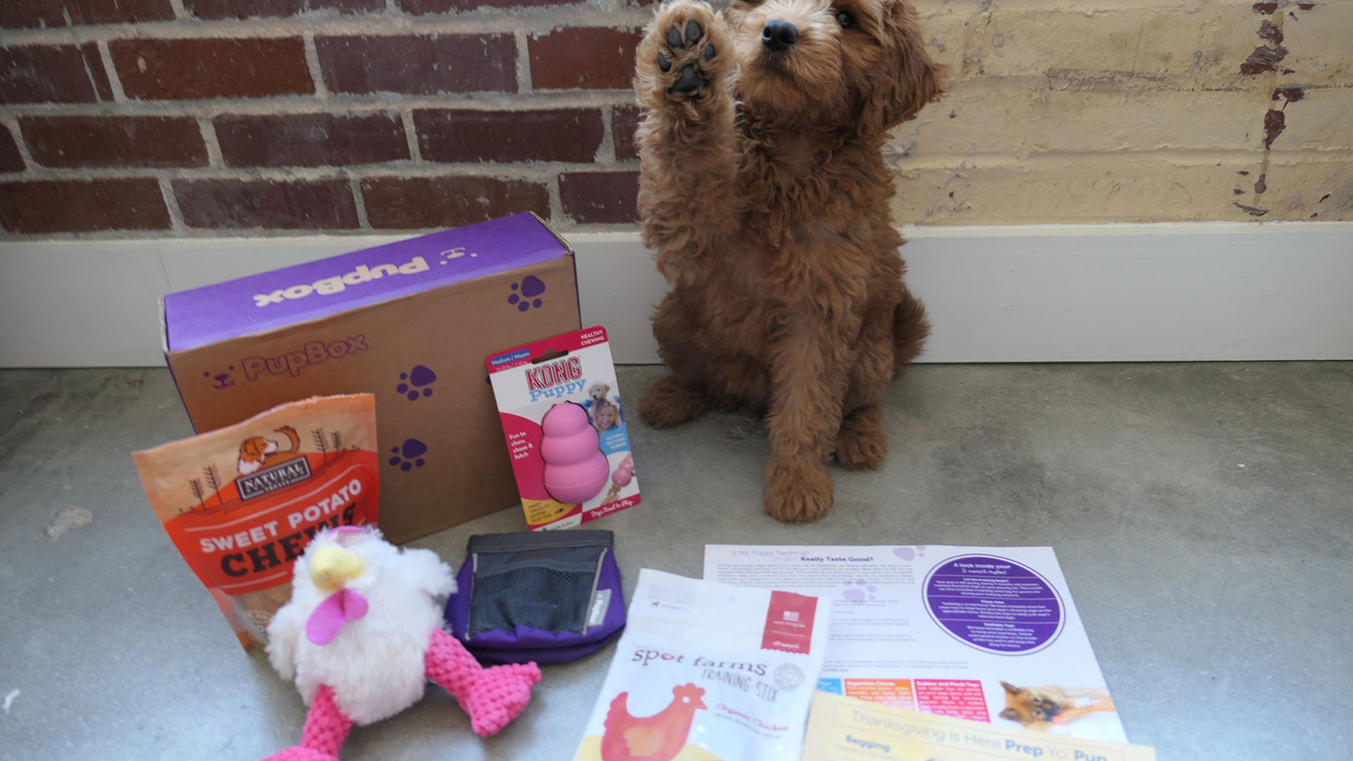 FanBark Review: November 2017 PupBox